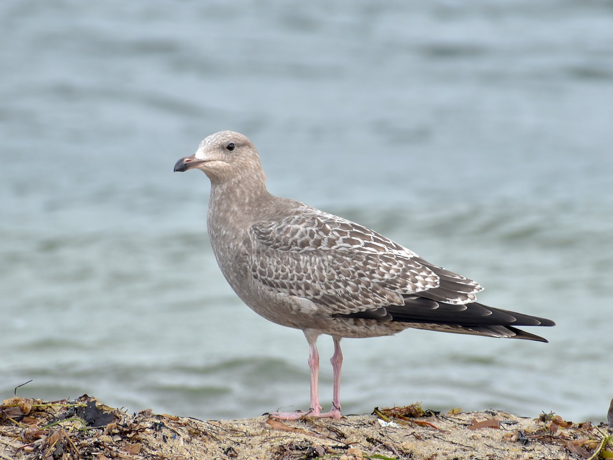 American Herring Gull - ML282107811