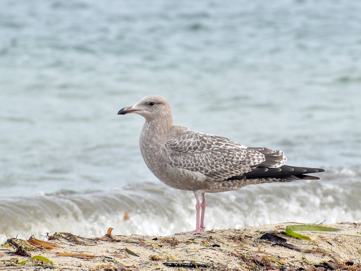 American Herring Gull - ML282107831