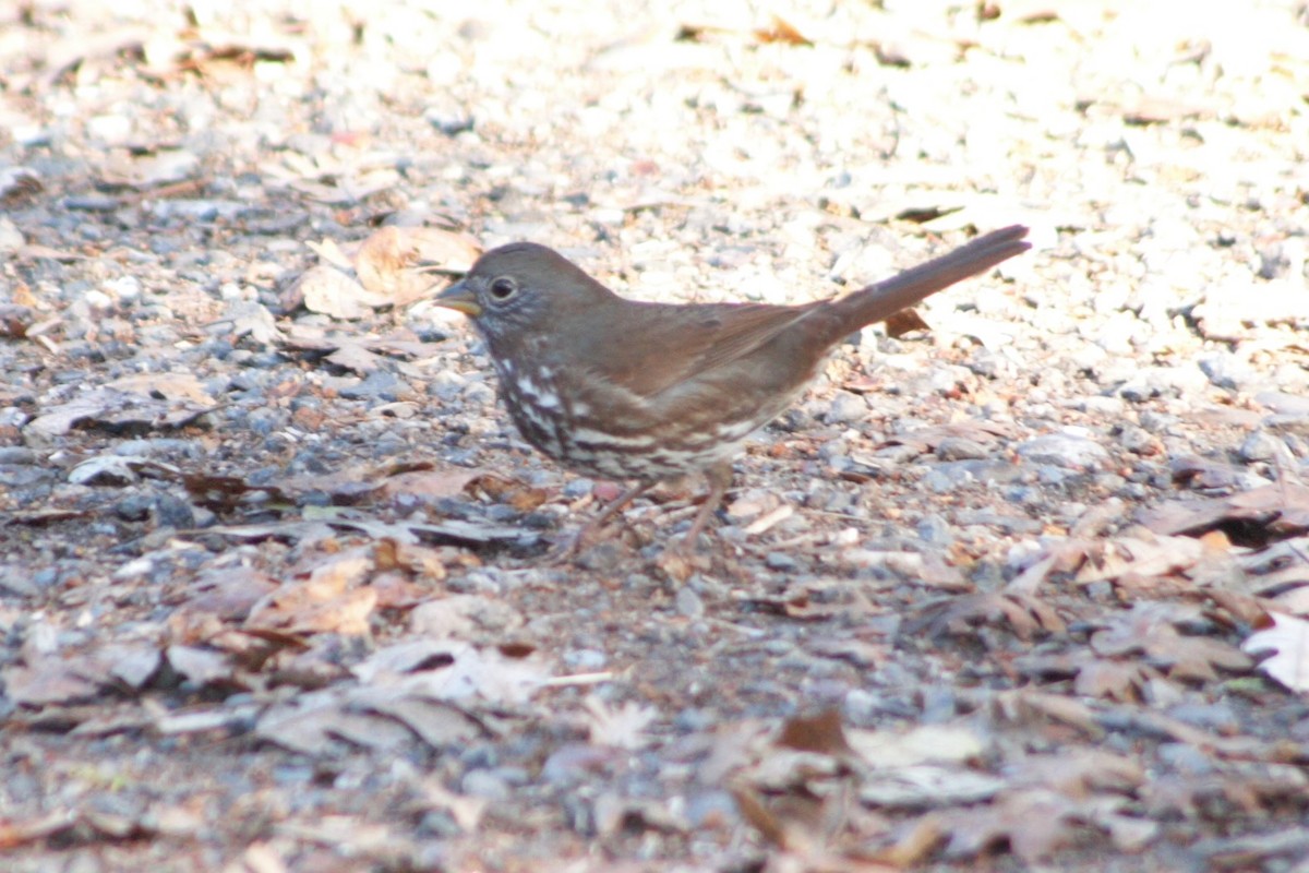 Fox Sparrow (Sooty) - ML282108181