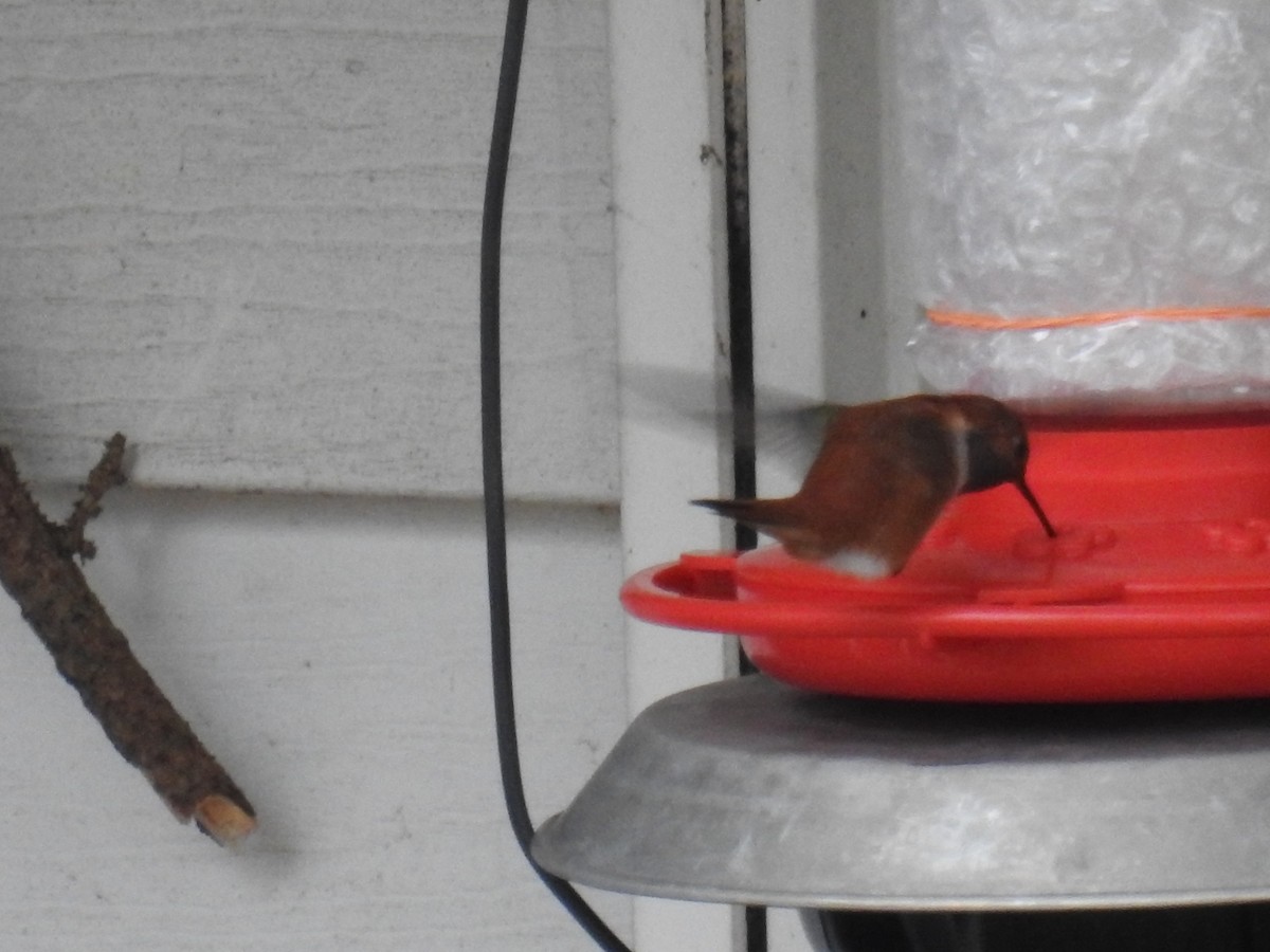 Rufous Hummingbird - ML282109511