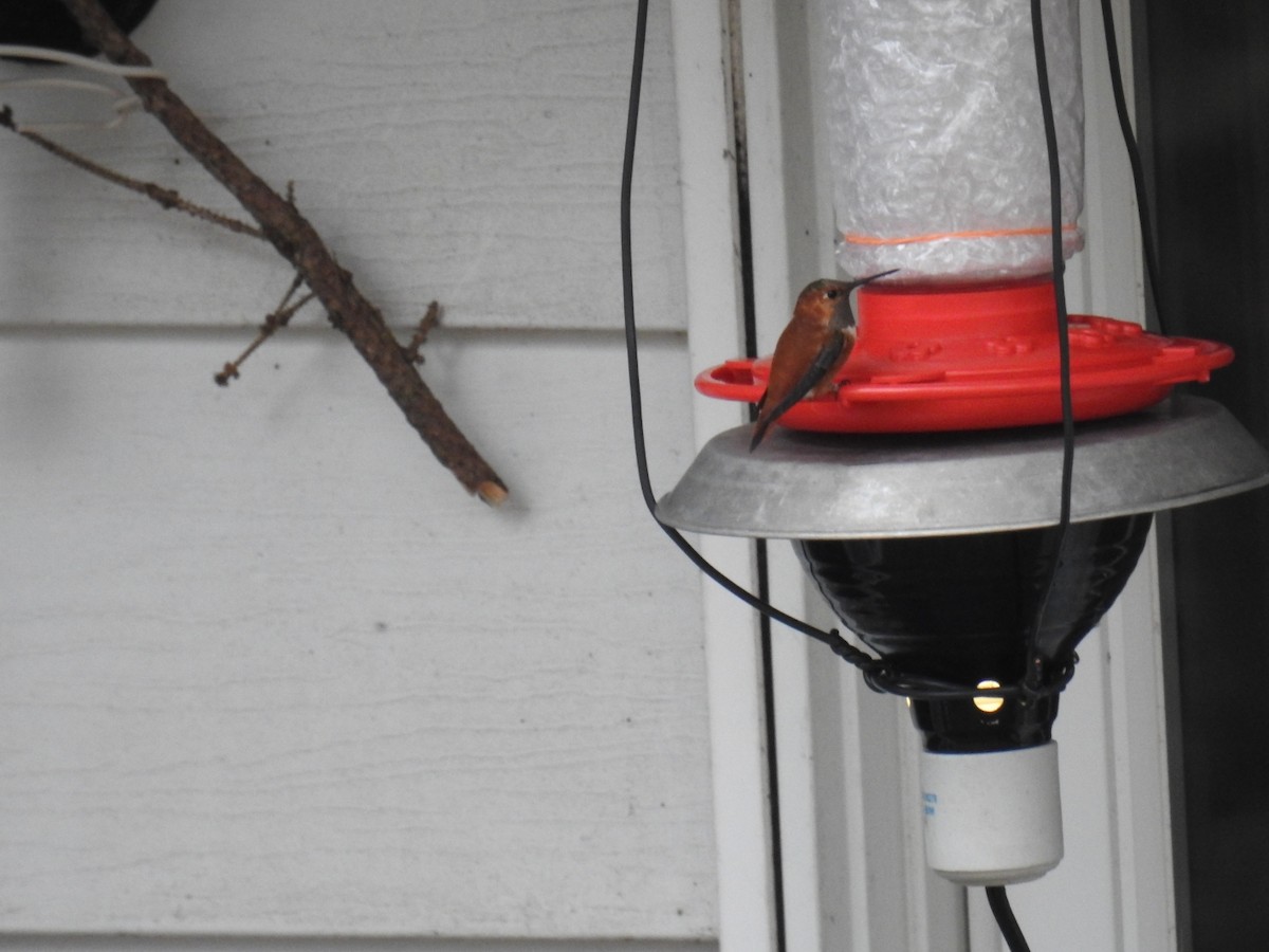 Rufous Hummingbird - ML282109701