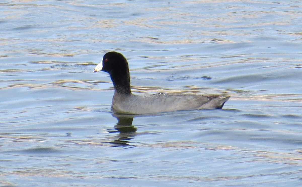 American Coot (Red-shielded) - David New