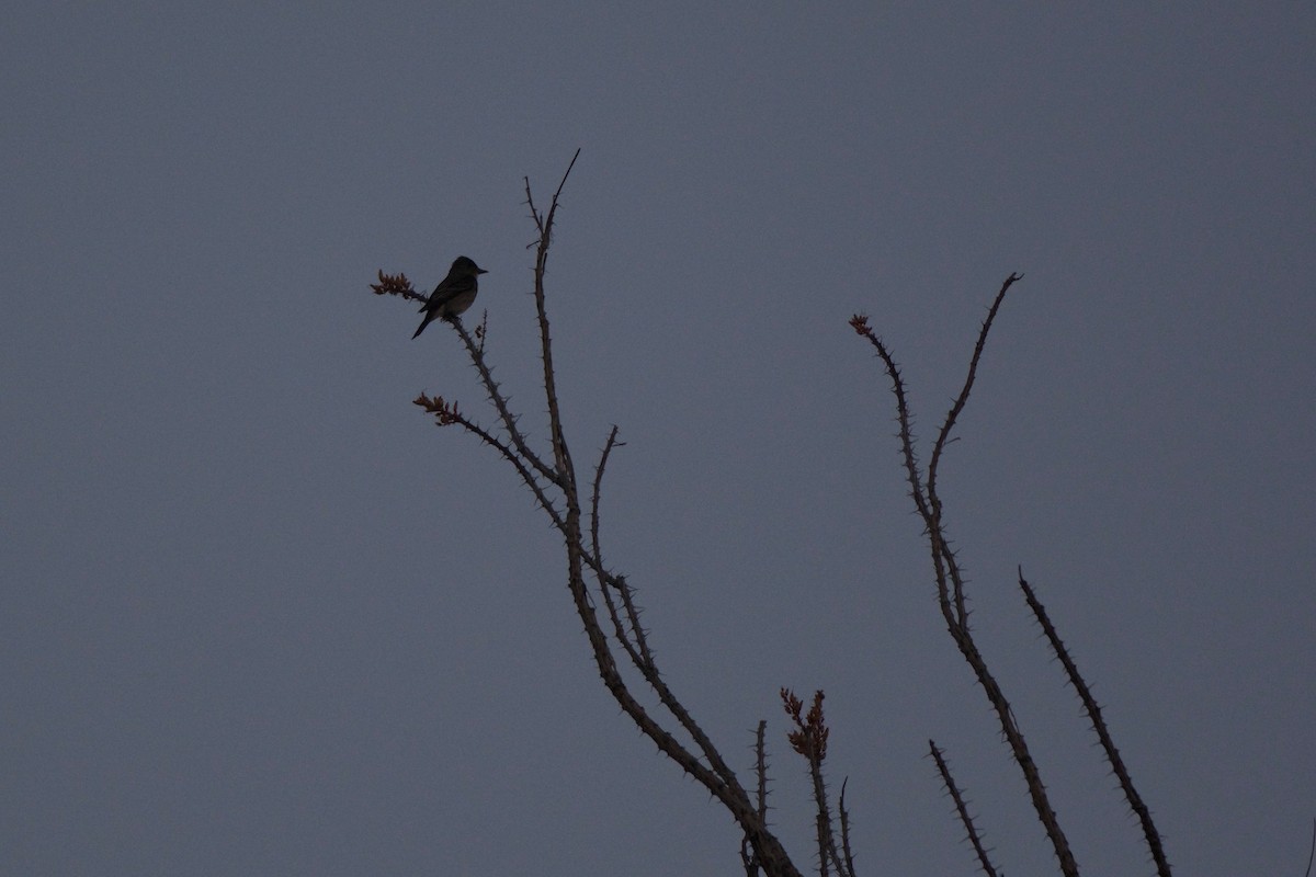 Olive-sided Flycatcher - ML28211011