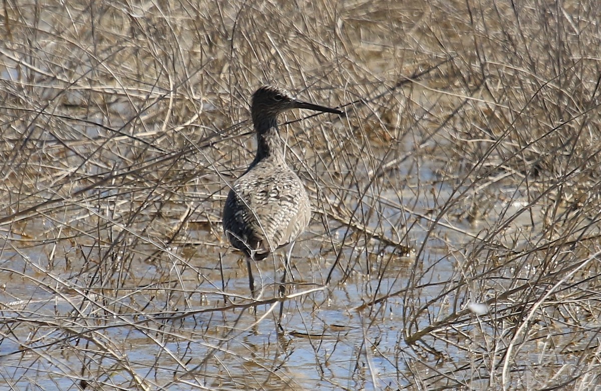 Willet - ML28211071