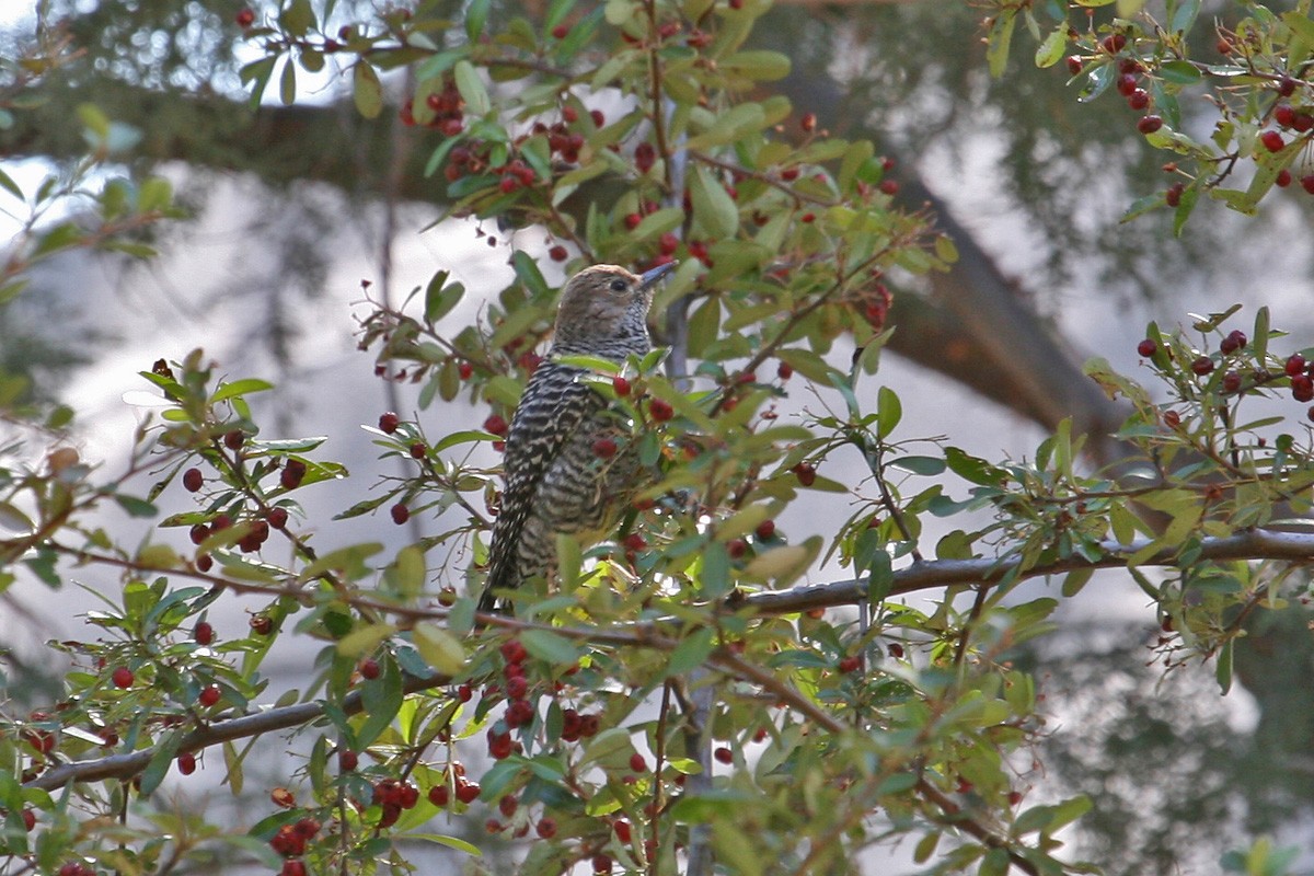 Williamson's Sapsucker - ML282112031