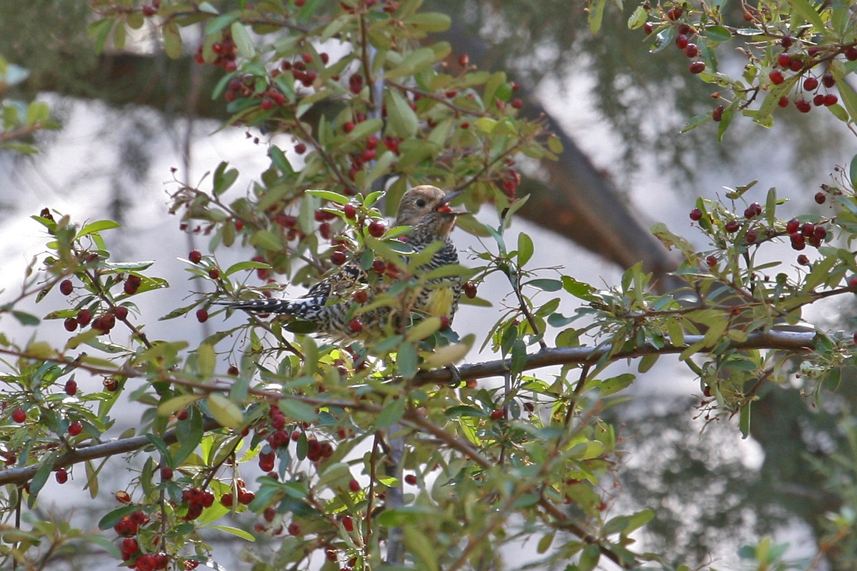 Williamson's Sapsucker - ML282112041