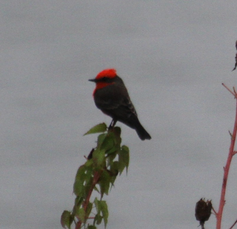 Vermilion Flycatcher - ML282114541