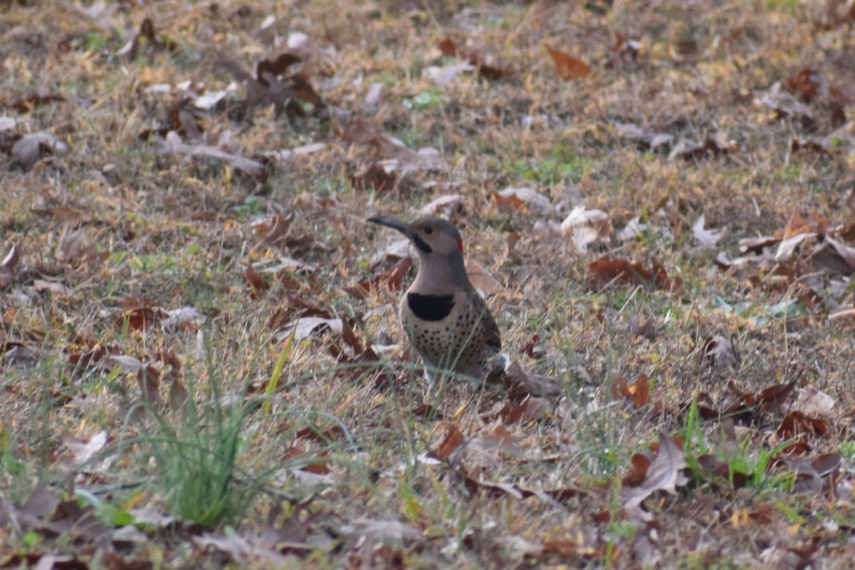 Northern Flicker - ML282114571