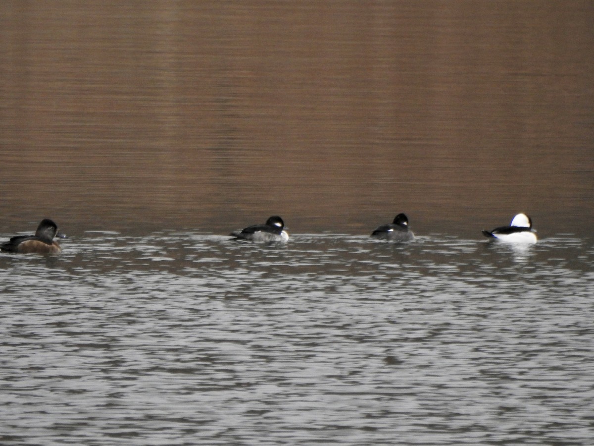 Bufflehead - ML282115691