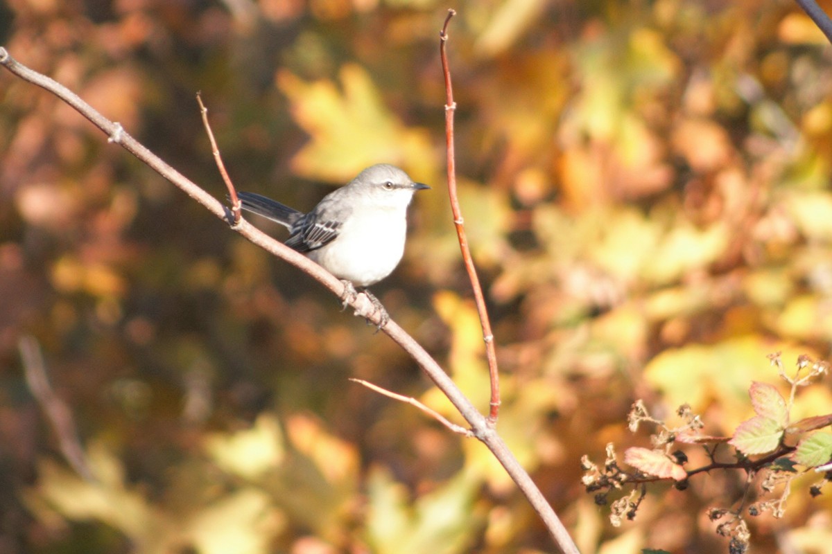 Northern Mockingbird - ML282116301