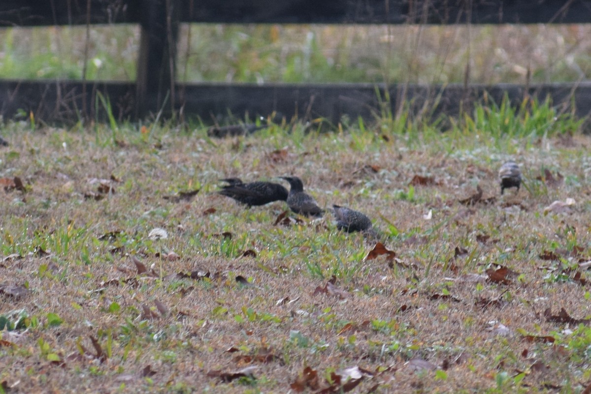 European Starling - Karin Sparrow