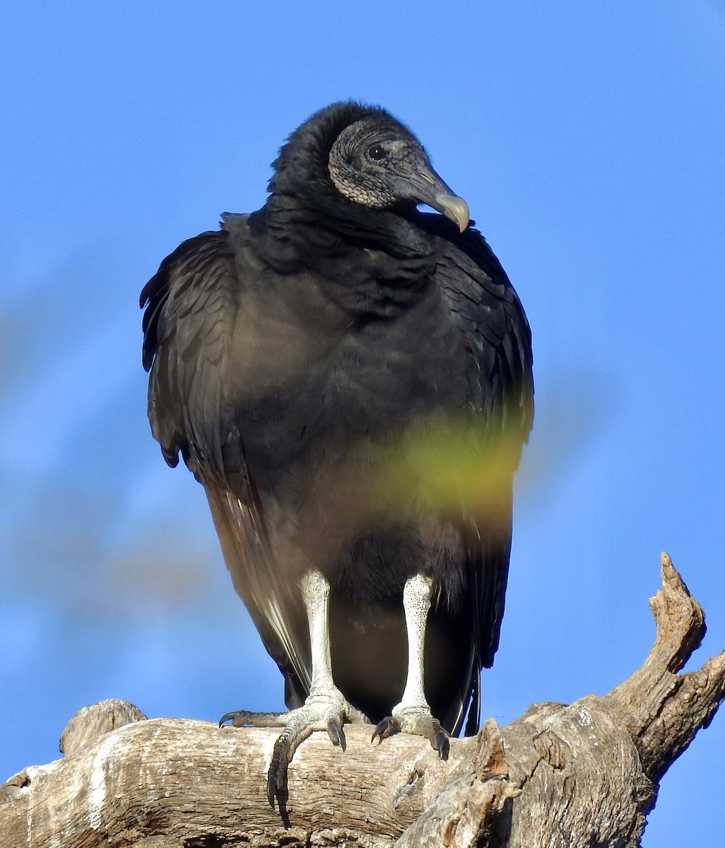 Black Vulture - ML282118771