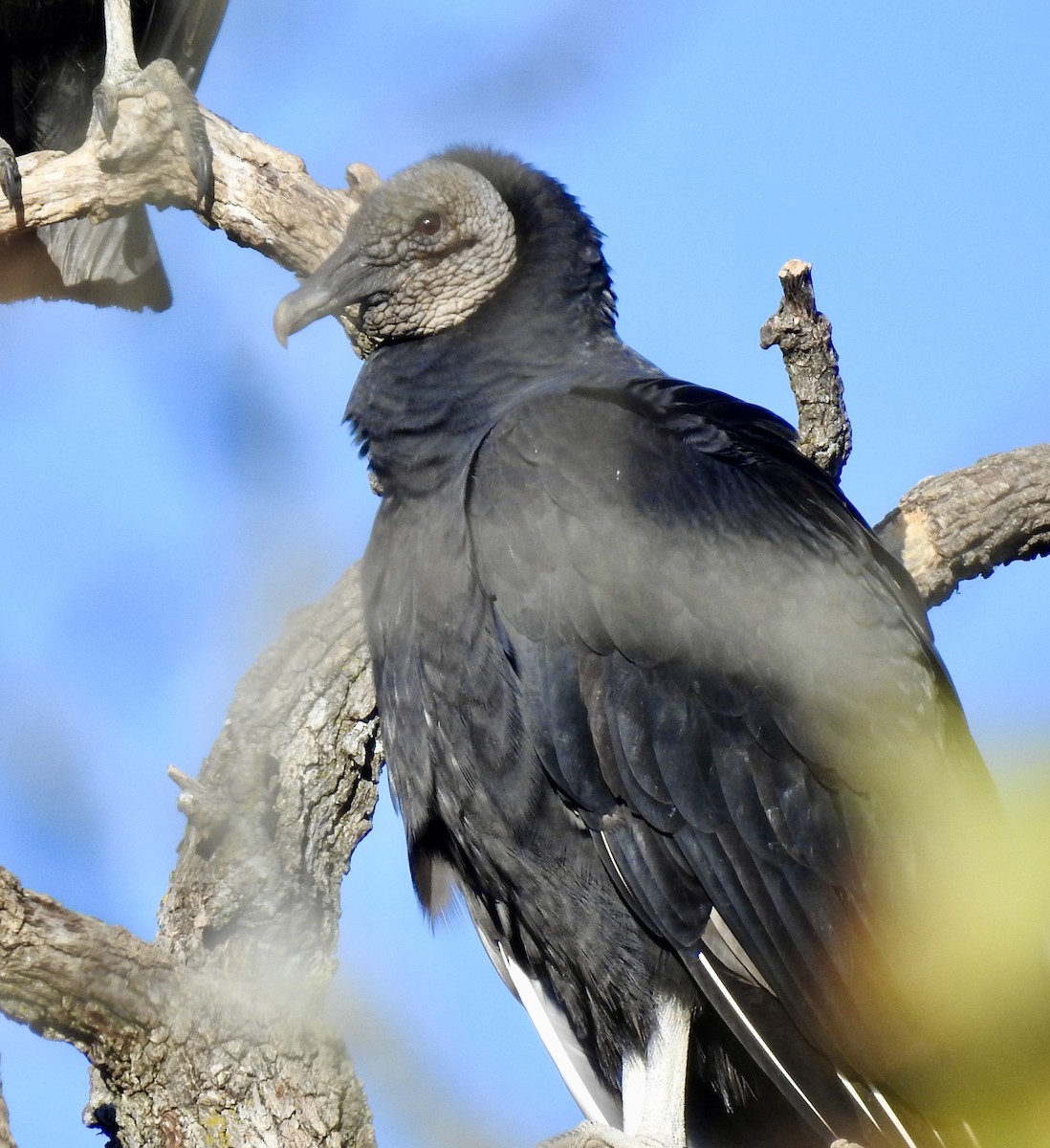 Black Vulture - ML282119021