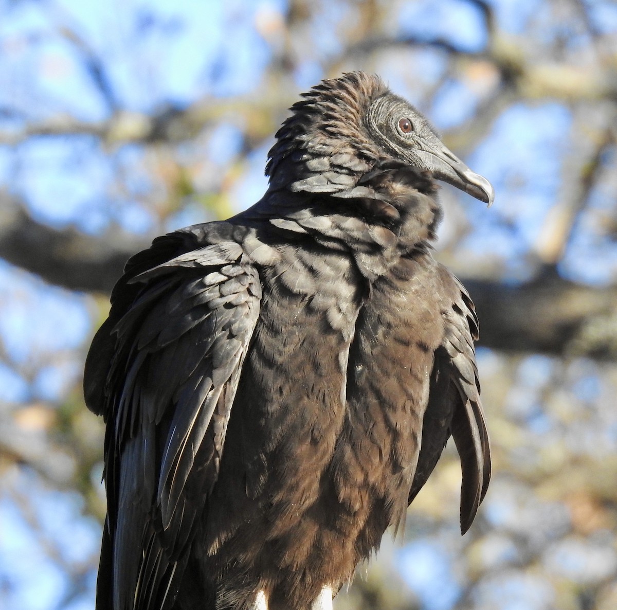 Black Vulture - ML282119481