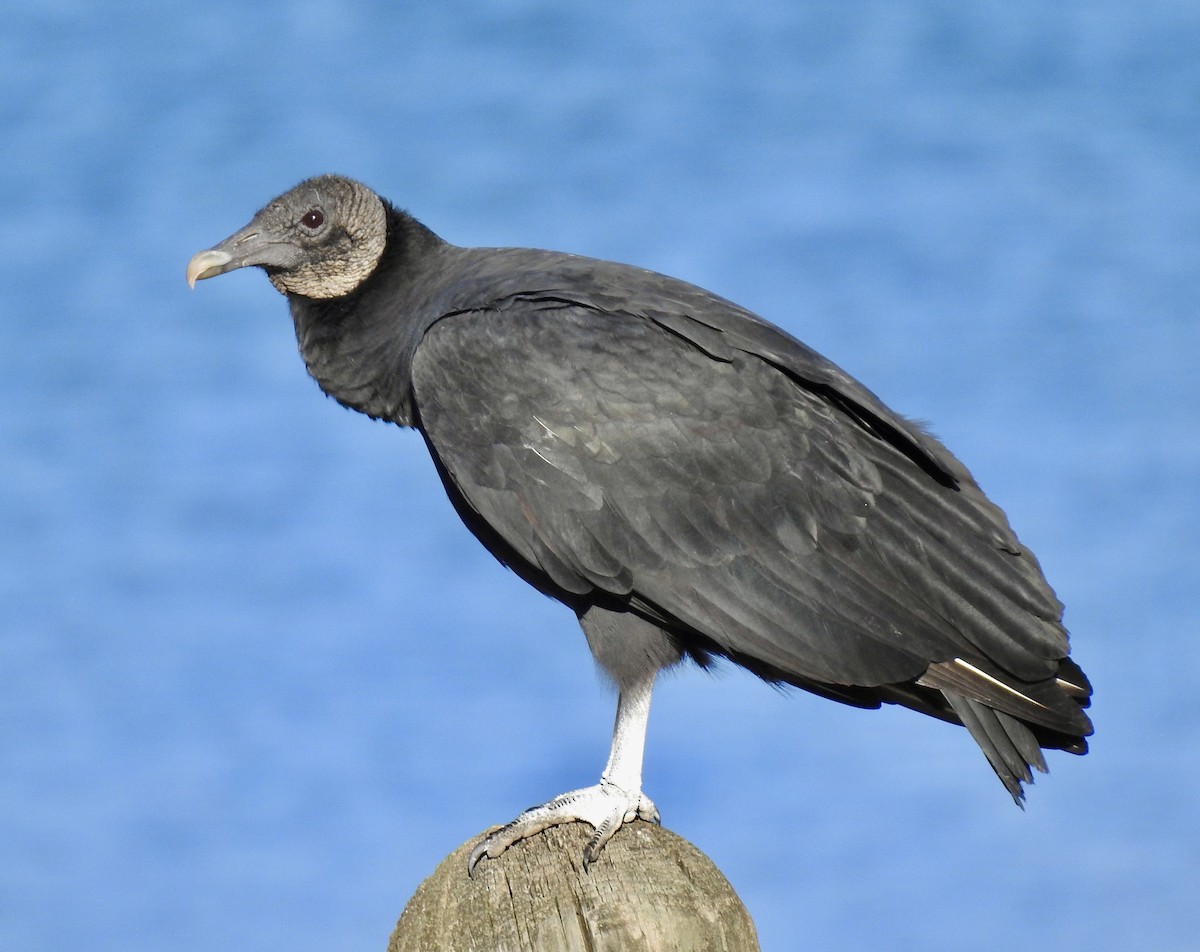 Black Vulture - ML282119801