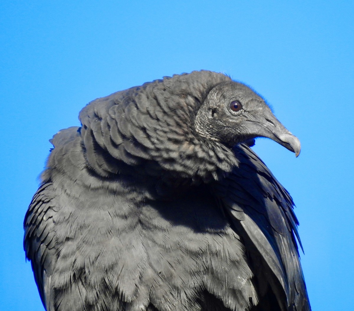 Black Vulture - ML282120091