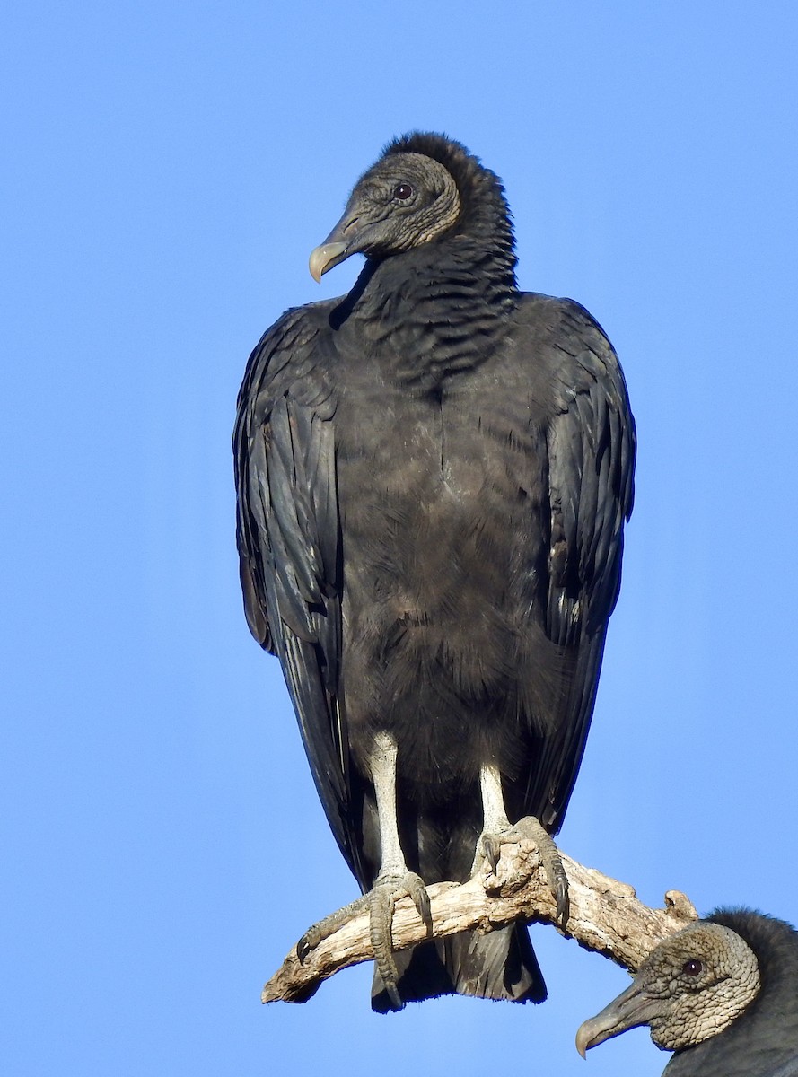 Black Vulture - ML282120281