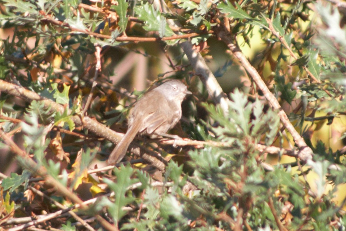 Wrentit - ML282120331