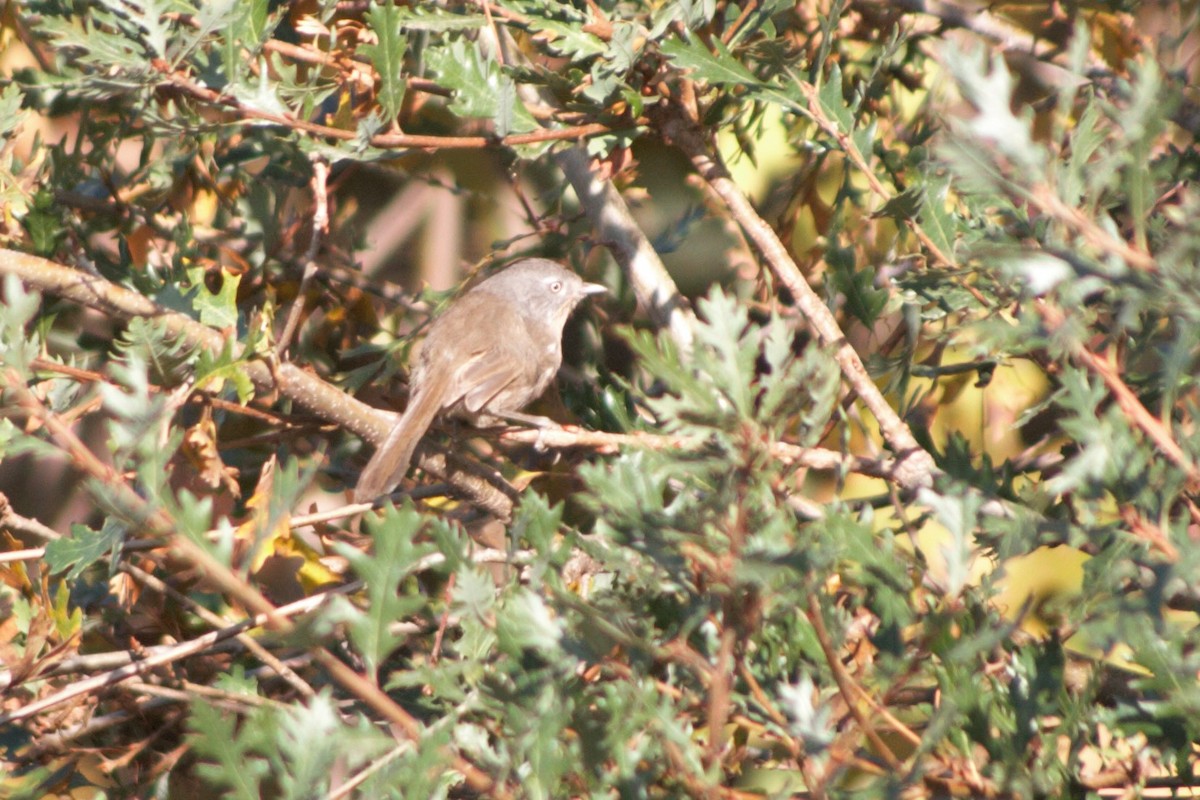 Wrentit - ML282120341