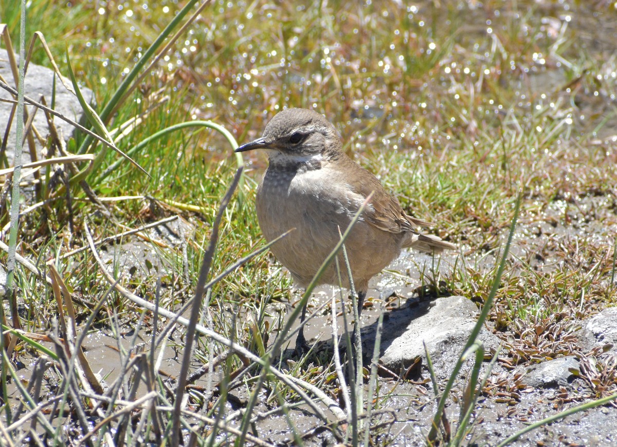 Buff-winged Cinclodes - ML282120761