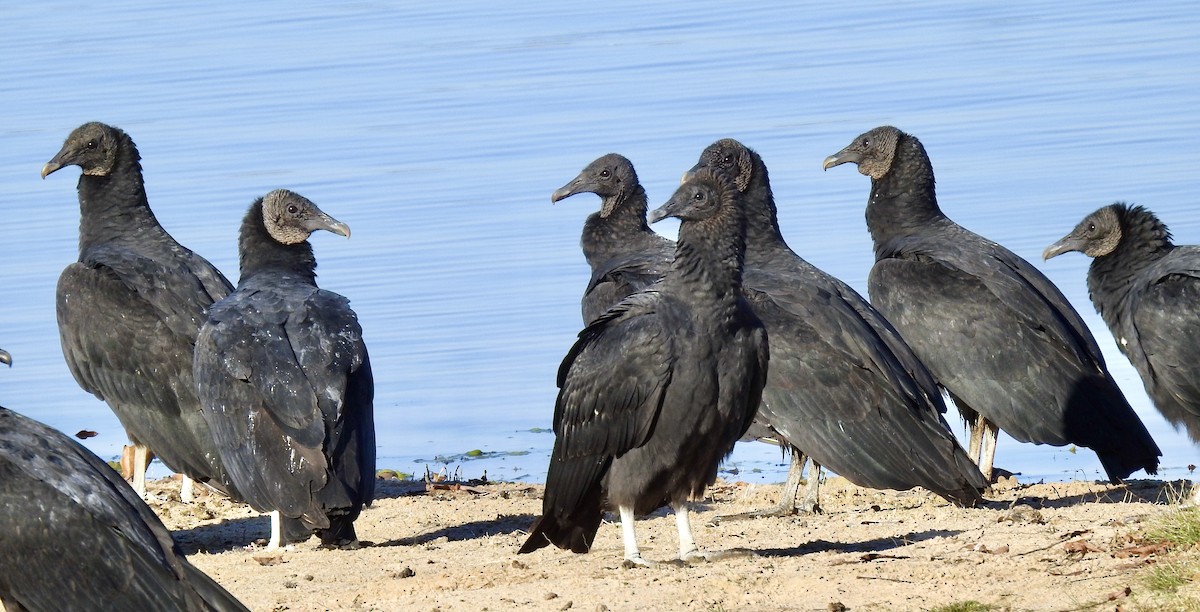 Black Vulture - ML282121011