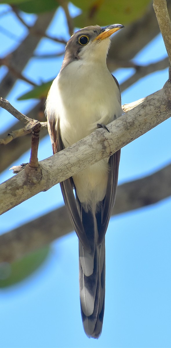 Yellow-billed Cuckoo - ML282121981