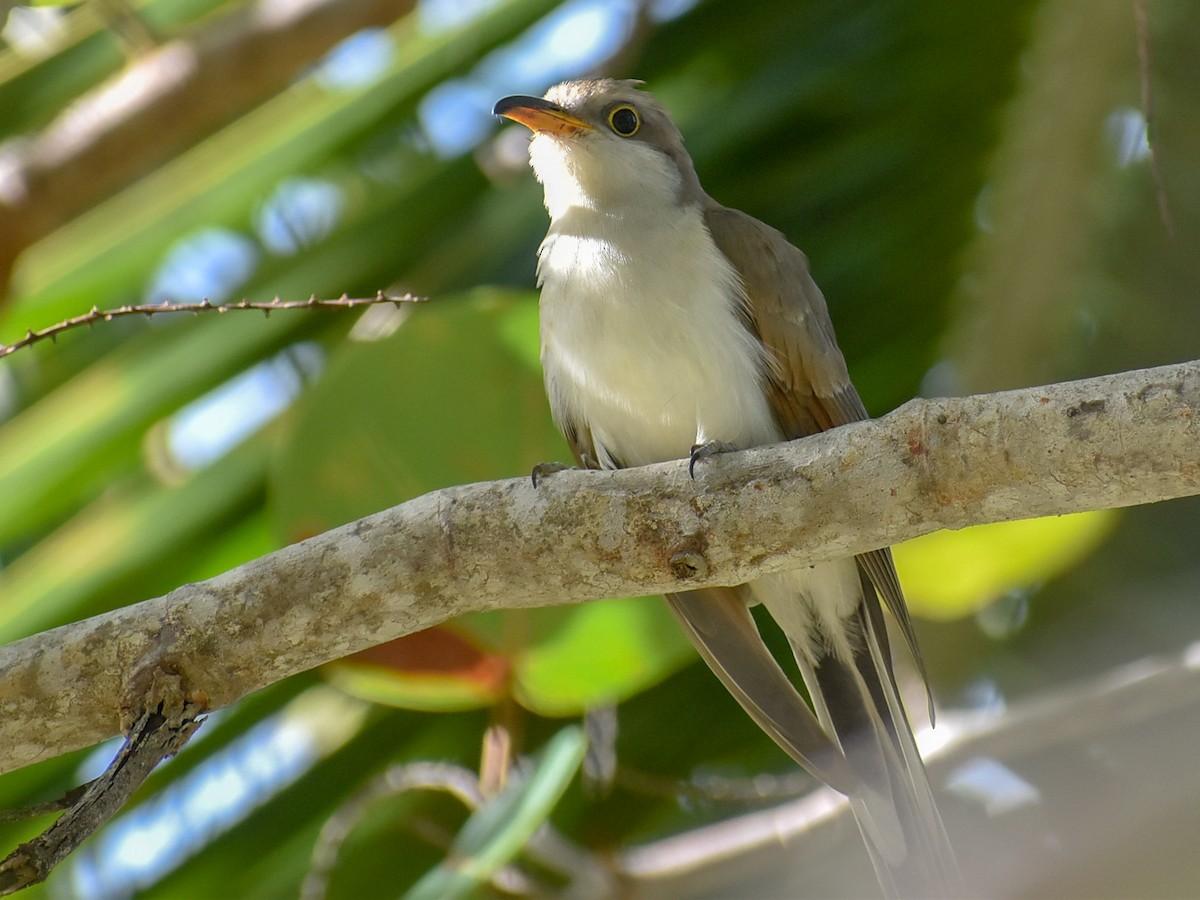 Yellow-billed Cuckoo - ML282121991