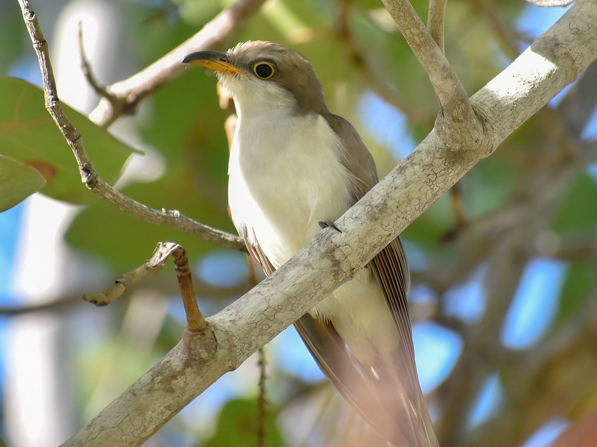 Yellow-billed Cuckoo - ML282122001