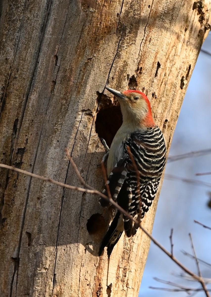 Red-bellied Woodpecker - ML282122171