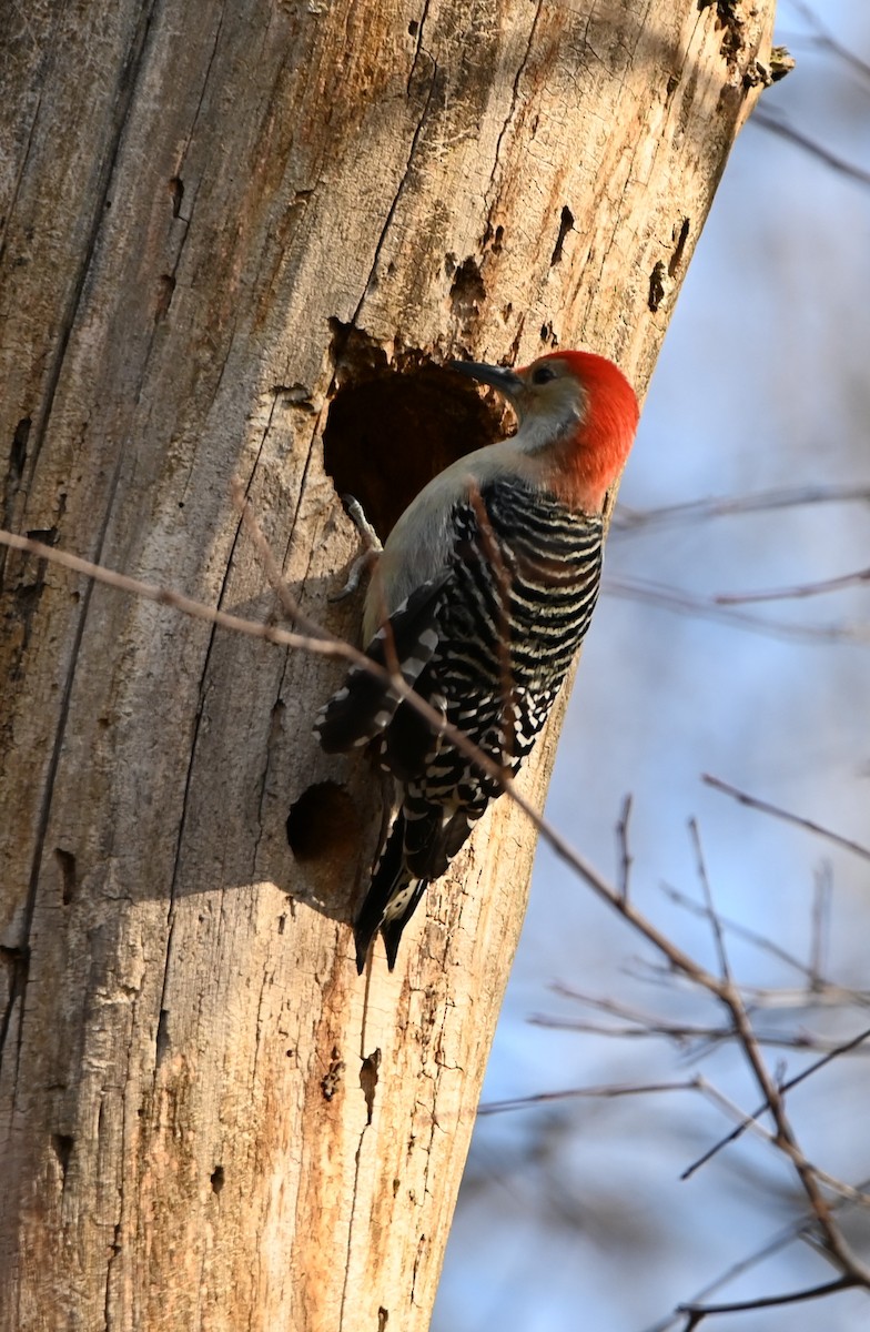Red-bellied Woodpecker - ML282122181