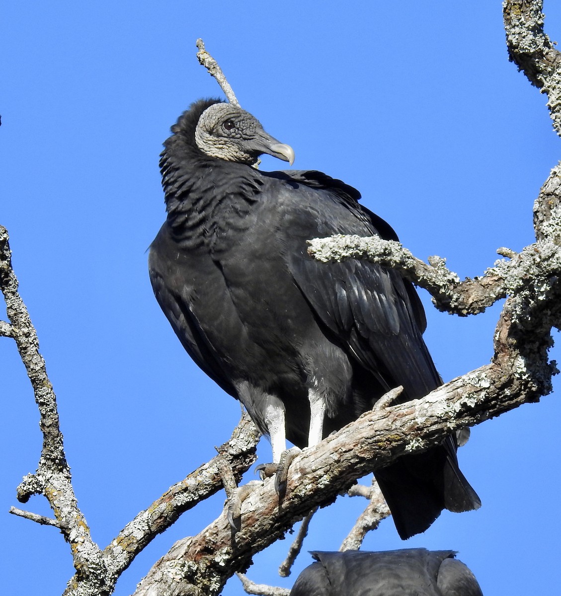 Black Vulture - ML282122321