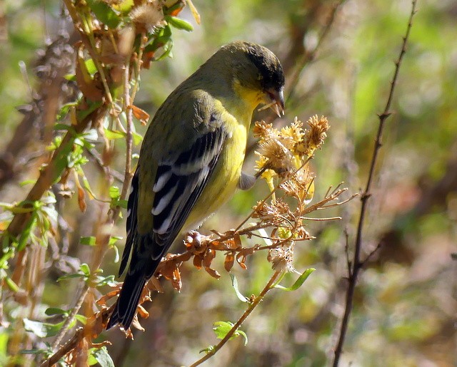 Lesser Goldfinch - ML282122371