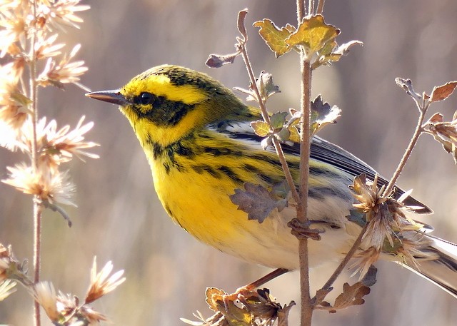 Townsend's Warbler - ML282122421