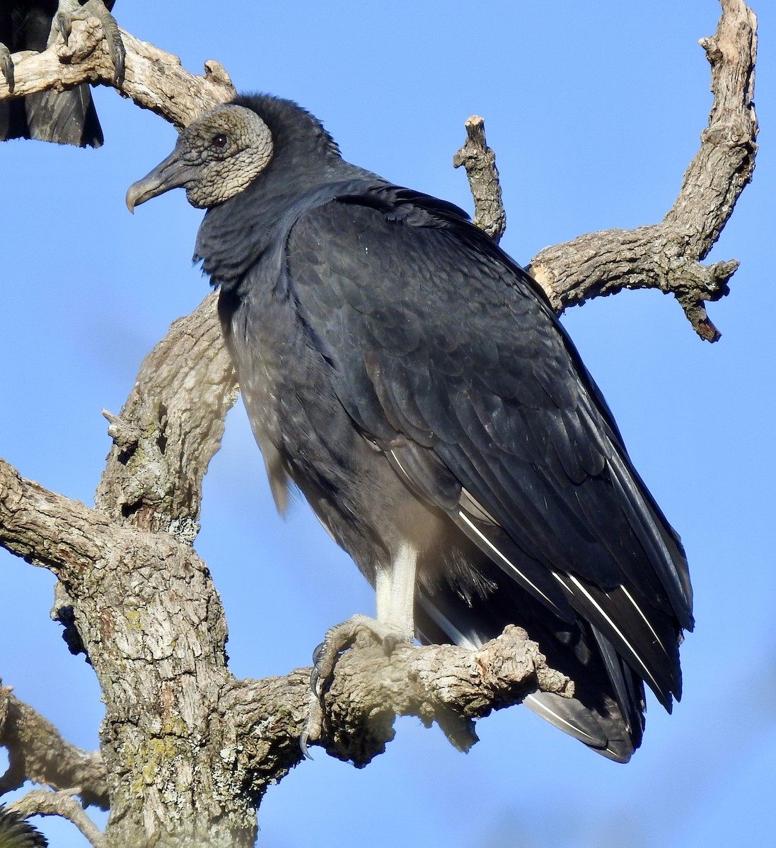 Black Vulture - Van Remsen