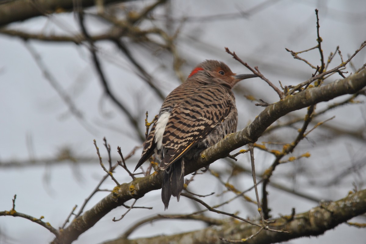 Northern Flicker - ML282123801