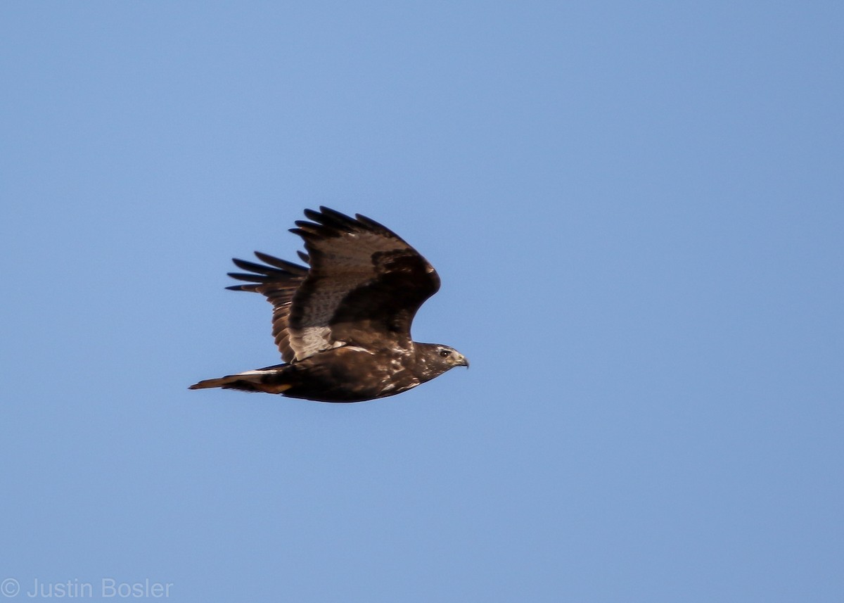 Red-tailed Hawk (Harlan's) - ML282123871