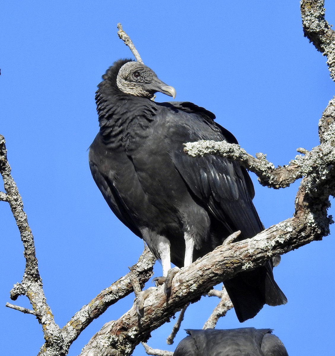 Black Vulture - ML282123981
