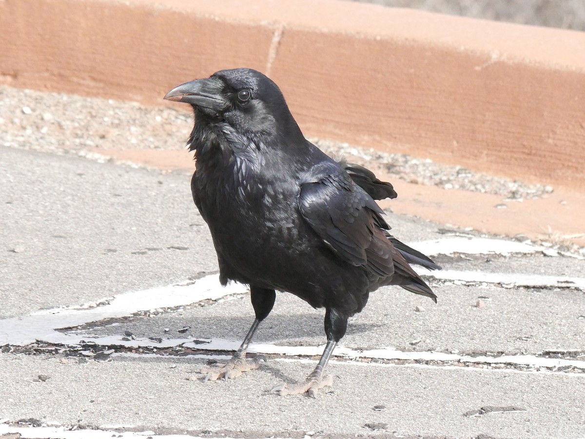 Common Raven - ML282124611