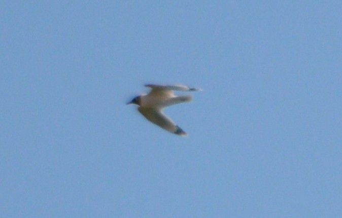 Franklin's Gull - ML28212561