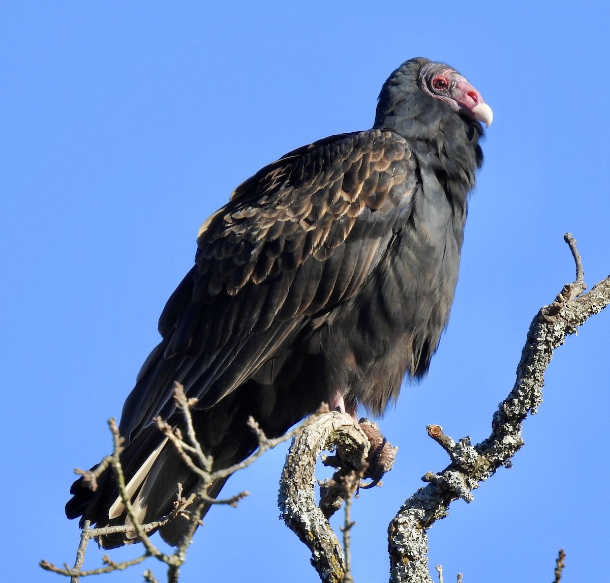 Turkey Vulture - Van Remsen