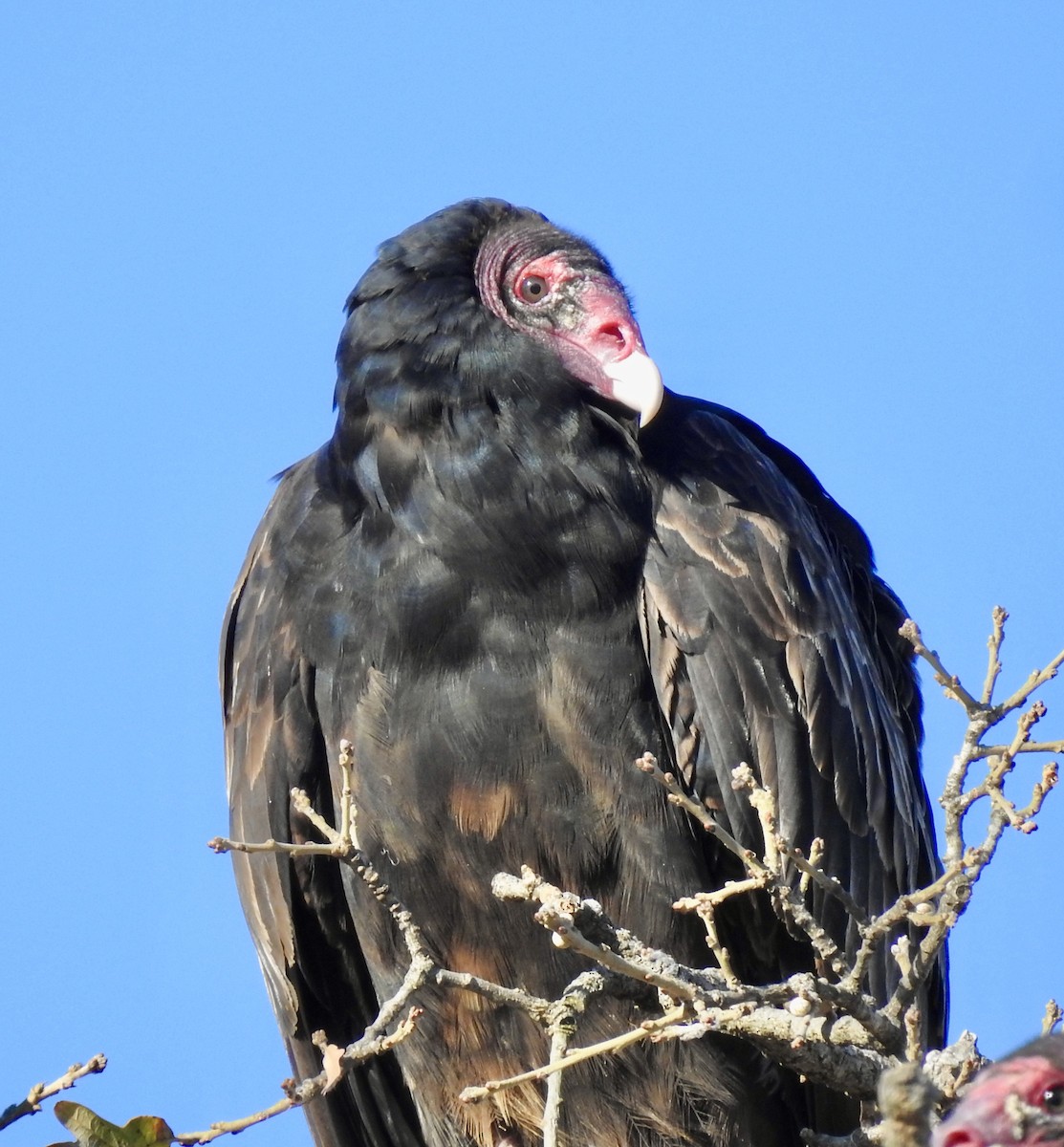 Turkey Vulture - ML282125641