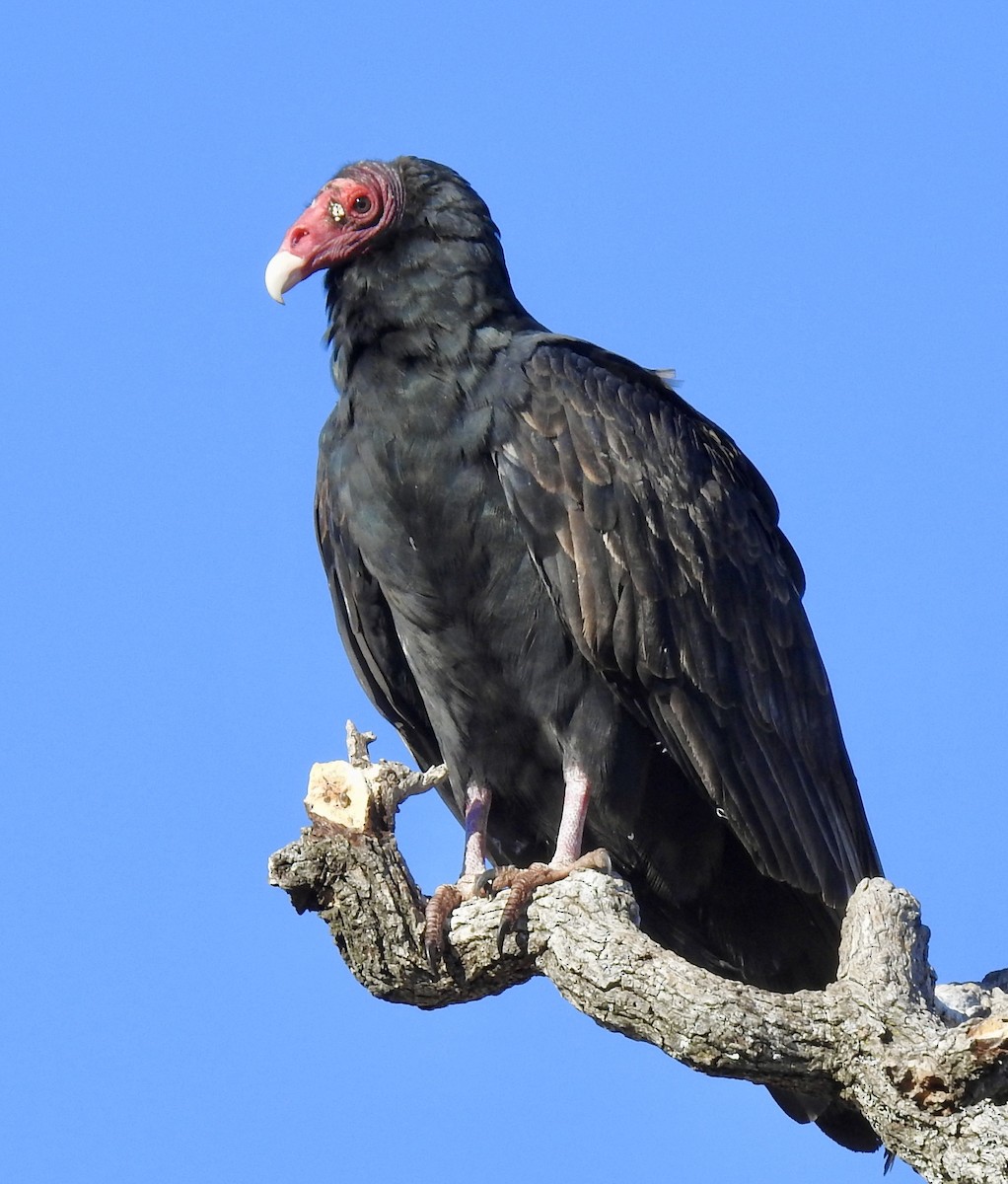 Turkey Vulture - ML282125651