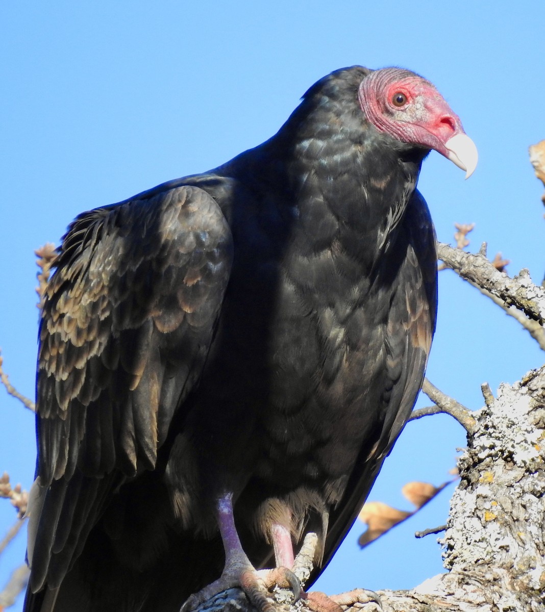 Turkey Vulture - ML282125661