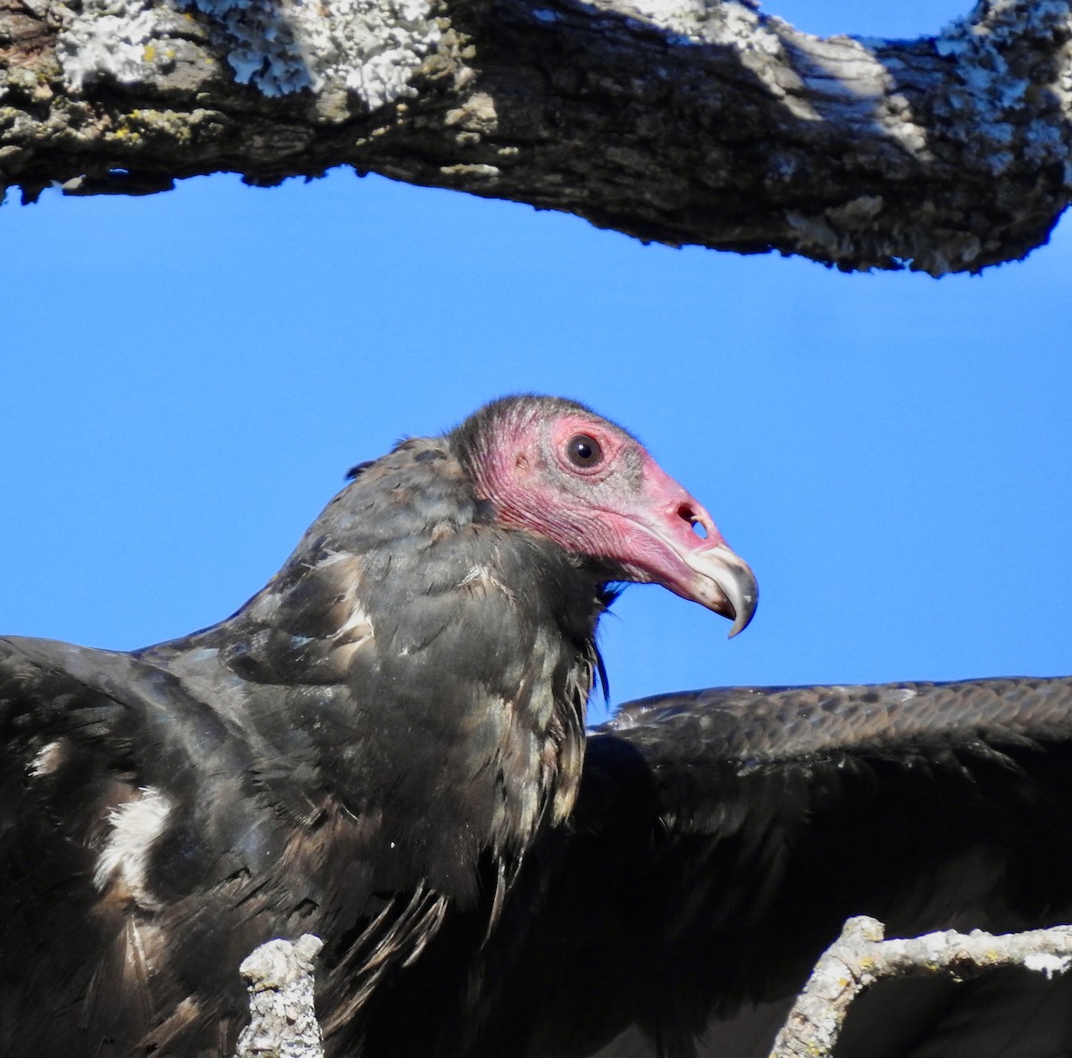 Turkey Vulture - ML282125681