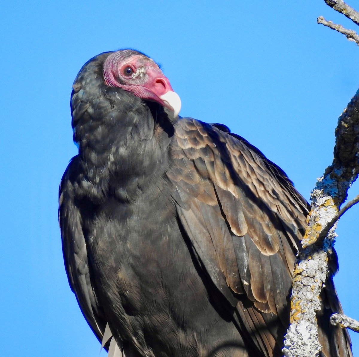 Turkey Vulture - ML282125691