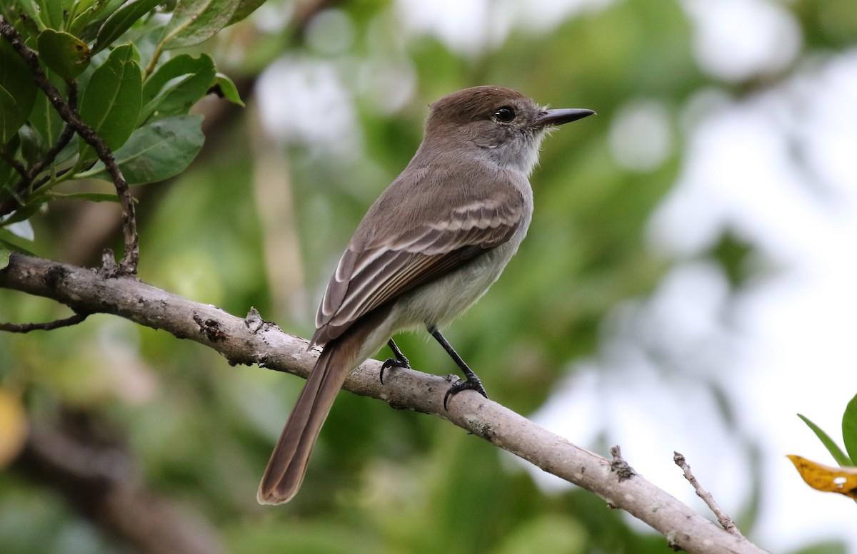 La Sagra's Flycatcher - ML282126761