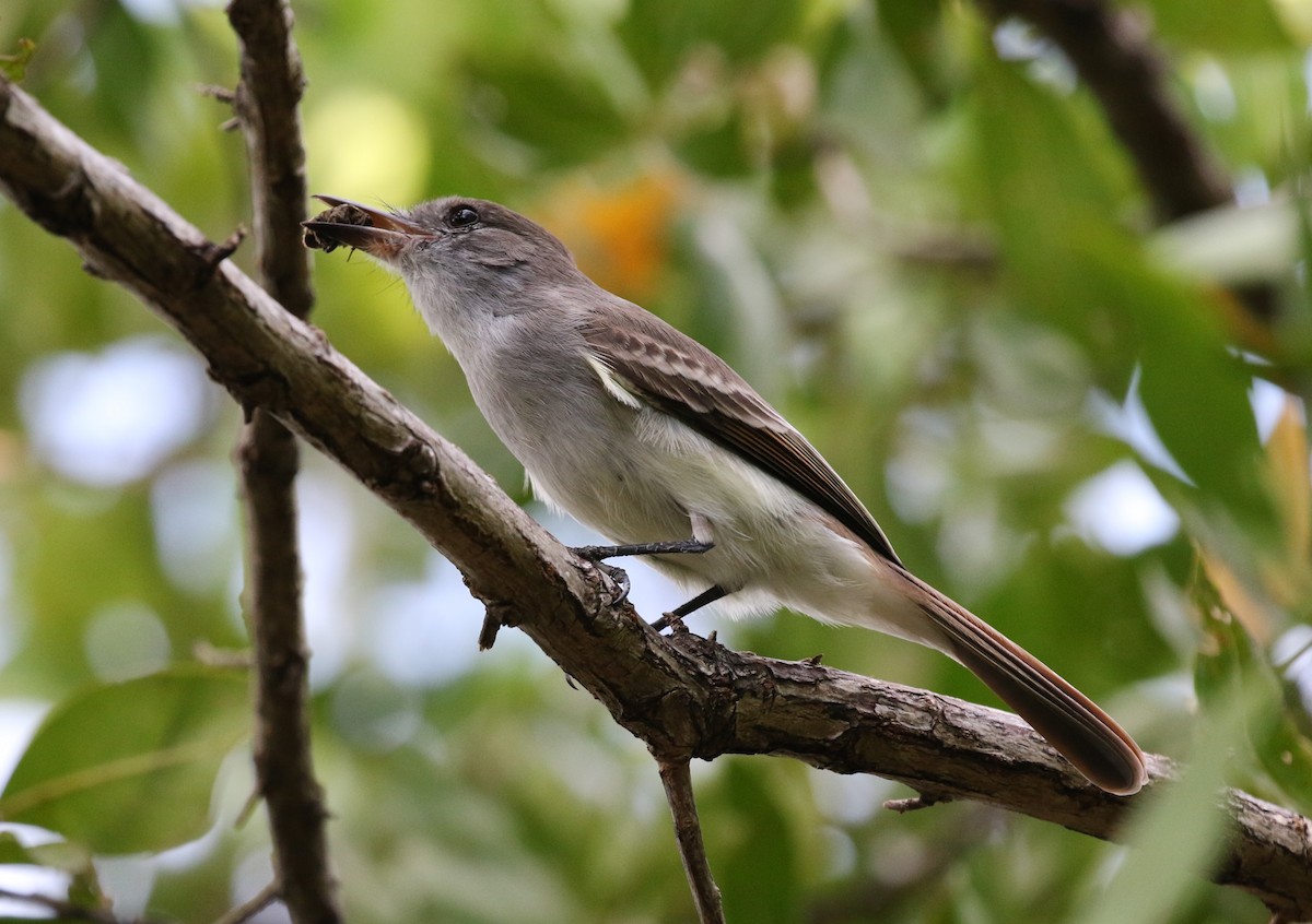 La Sagra's Flycatcher - ML282126811