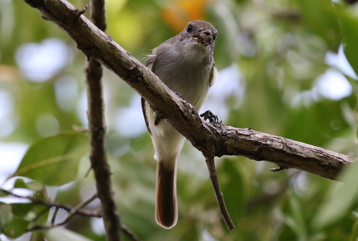 La Sagra's Flycatcher - ML282126921