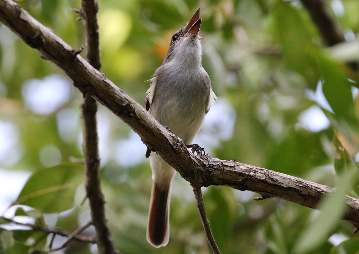 La Sagra's Flycatcher - ML282126971