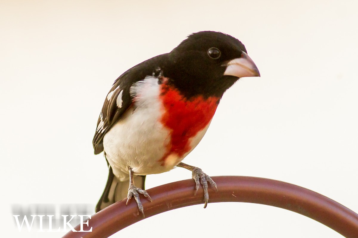 Rose-breasted Grosbeak - ML28212761